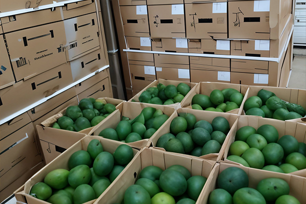 Avocados